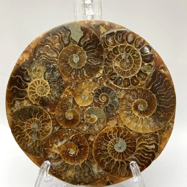 Souvenirplatte mit versteinertem Ammonit, Durchmesser ca. 11 cm +/- mit Unterlage 15×10 cm+