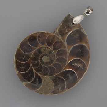 Ammonit-Anhänger 42 × 35 mm, Länge ca. 52 mm, assortierte Größen (je Stück)