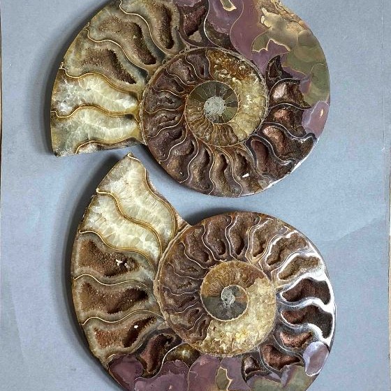 Paar Ammoniten-Souvenirsteine, Durchmesser ca. 150 mm ±, Gewicht ca. 693 g (Preis pro Paar)