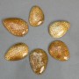 Anhänger aus versteinertem Korallen 45-55 × 35-40 mm +/- assortierte Größen