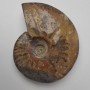 Souvenir fossiler Ammonit, ganz, 12 × 9,5 × 3 cm ± (Preis pro 424 g)